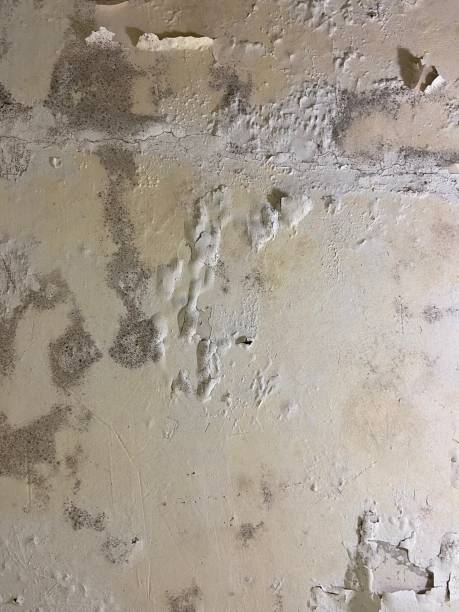 Best Residential Mold Remediation in Talent, OR