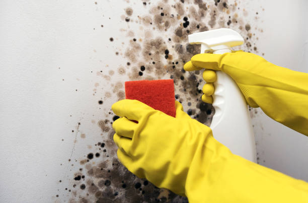Best Bathroom Mold Remediation in Talent, OR
