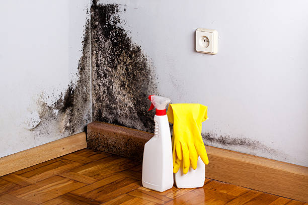 Best HVAC Mold Remediation in Talent, OR